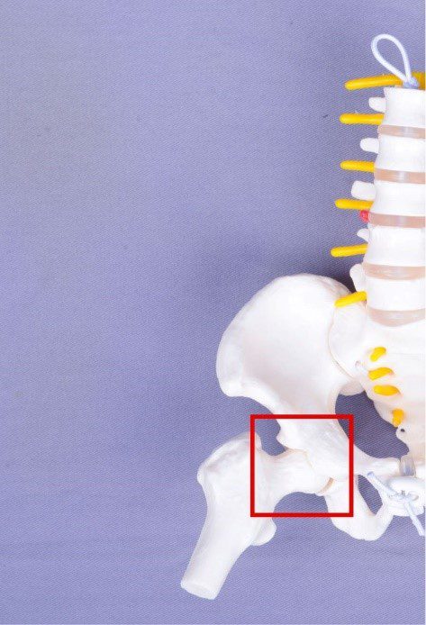 守護寶寶健康學步 台北慈院推動小兒髖關節超音波篩檢 20260402 1 守護寶寶健康學步 台北慈院推動小兒髖關節超音波篩檢 20260402 1